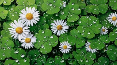 清新雨后四叶草雏菊