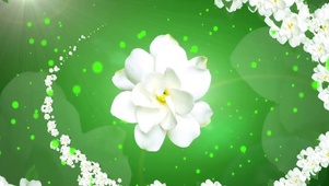 绿色茉莉花