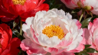 护眼花朵带鱼屏