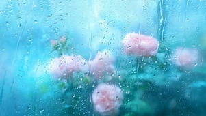 雨滴花朵
