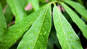 树枝上的雨滴