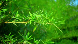 绿色竹林