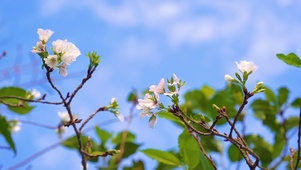 木棉花向阳