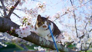 可爱猫咪爬树