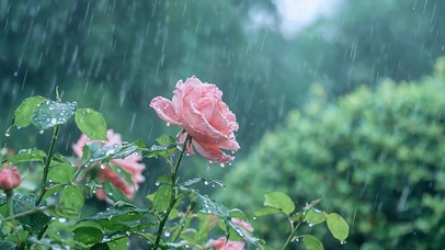 雨中蔷薇花 治愈