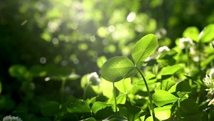 四叶草