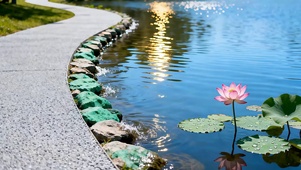 荷花