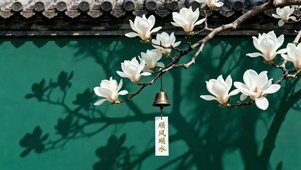 宫墙白玉兰 祈福吊铃 孔雀绿