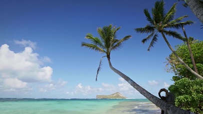 夏威夷椰树沙滩海浪