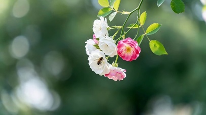 治愈小清新鲜花