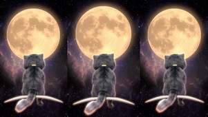 斑布猫-月圆之夜