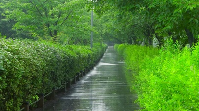 雨天绿林公园小路