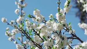 白桃花