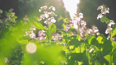 4K公园兰花逆光唯美