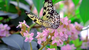 蝴蝶花草