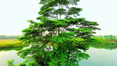 唯美湖边大树4K