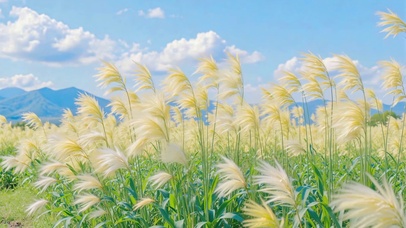 云下芦苇