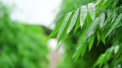 下雨天的竹叶