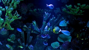深海水族馆游鱼