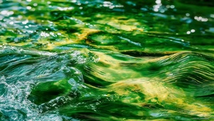 绿水荡漾