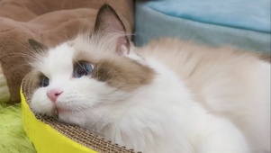 猫咪
