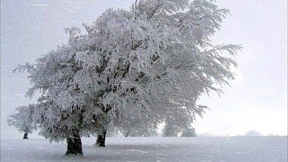 雪景小树