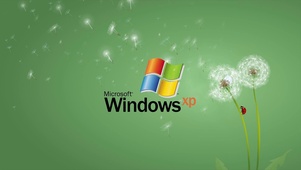 温柔的windos蒲公英