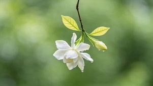 栀子花