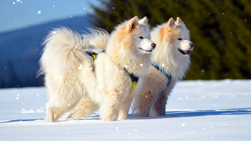 雪原上站立着两只萨摩耶犬，佩戴黄、蓝色胸背带，背景是覆雪蓝山、深绿针叶林与晴朗蓝天。