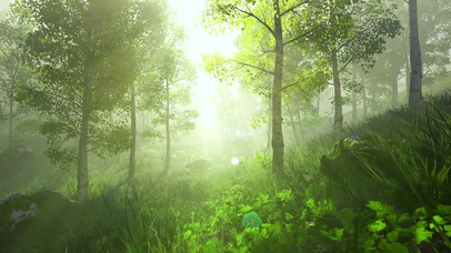森林清晨