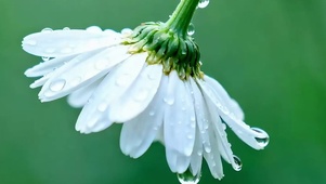 护眼花朵带鱼屏