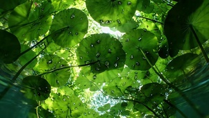 莲叶深处 窥见夏光