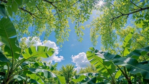 夏日晴空绿意林间