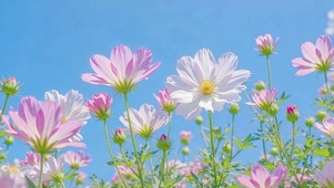 护眼蓝天下小野花