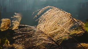 唯美风景芦苇飘扬