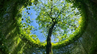 树之穹顶