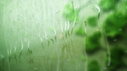 唯美清新的银杏叶