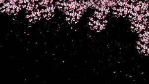 樱花-樱花飘落