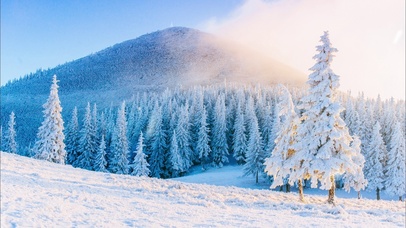 4k雪山晴天雪松唯美