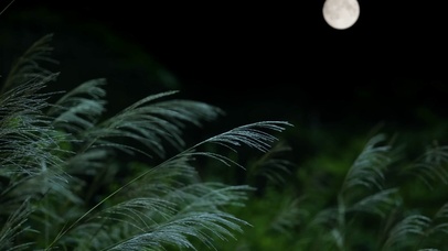 4K乡村月夜虫鸣