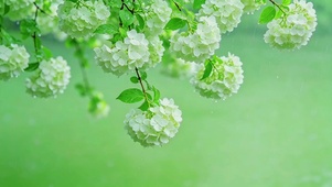 雨天绣球花