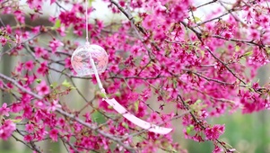 风铃花语