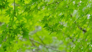 护眼雨天绿叶