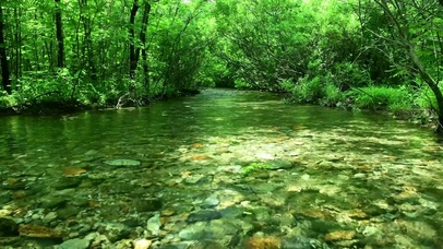 护眼清澈绿林流水