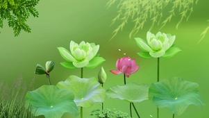荷荷美美