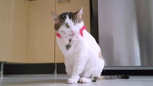 可爱猫咪在线舔脚