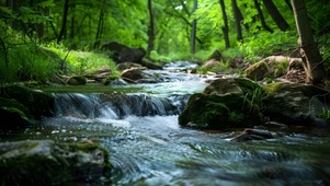 森林溪水