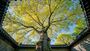 中式古院古树晴空治愈风景