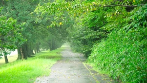 放松雨天绿林小路