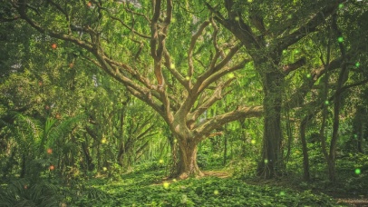 茂密古树，森林守护